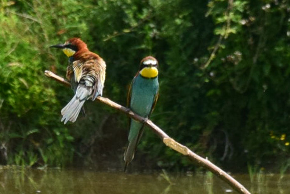 Čeberlar je ena najbolj pisanih ptic, ki gnezdi v parku Isola della Cona blizu izliva Soče v Jadransko morje.
