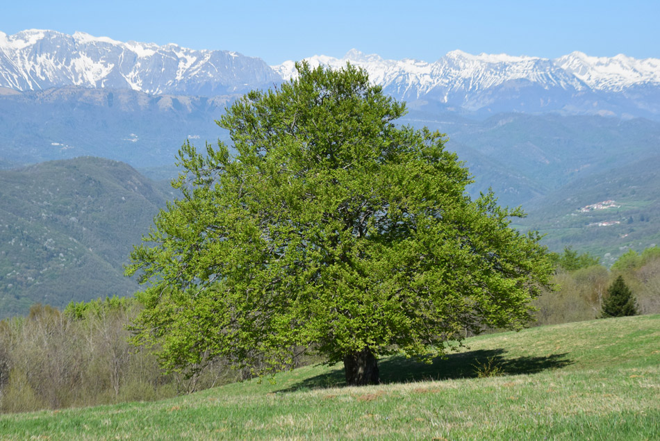 Veliko drevo raste na Koradi. V ozadju so zasnežene Spodnje Bohinjske gore, Krn in Kanin.