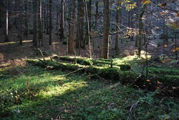 Nagelbihl je neizrazit vrh sredi globokih gozdov Stojne na Kočevskem.