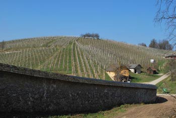 Pleterski hrib je prelep vinograd nad kartuzijo Pleterje.