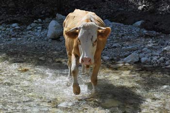Na poti do Koče v Krnici smo pri prečkanju potoka Pišnica srečali kravo, ki nam je zaprla pot.