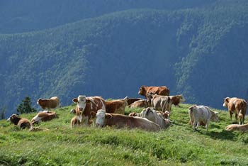 Lepenatka je razgledna travnata planina na kateri se pasejo krave.