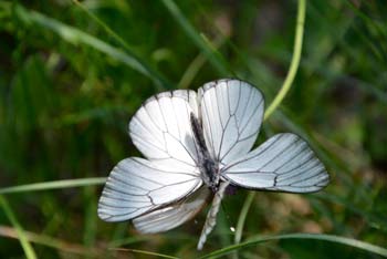 Pliskovica je kraška vasica znana, da po njej letajo veliki beli metulji.