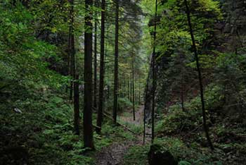 Pokljuška soteska se nahaja v Triglavskem narodnem parku in se zajeda v planoto Pokljuko.