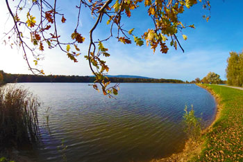 Največji ribnik v krajinskem parku Rački ribniki - Požeg je Veliki ribnik.