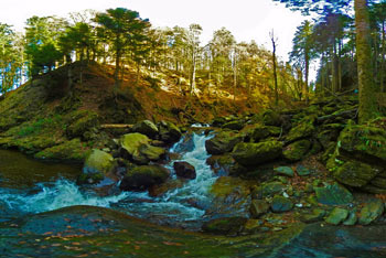 Sotesko Lobnice je potok urezal globoko v pohorski gozd.