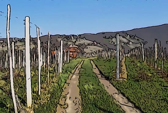 Pleterski hrib je vinorodna gorica nad samostanom Pleterje. Nanj nas pripelje krožna pešpot. 