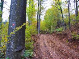 veliki-cirnik-27